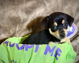 Estrella - Cira's Litter