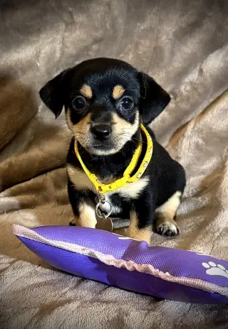 Estrella - Cira's Litter
