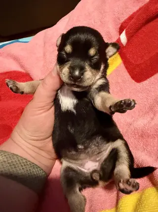 Estrella - Cira's Litter