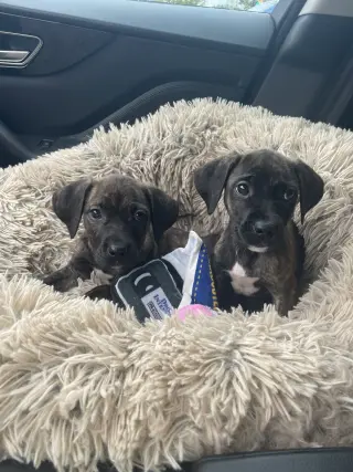Iv Litter Mocha - ADOPTION PENDING