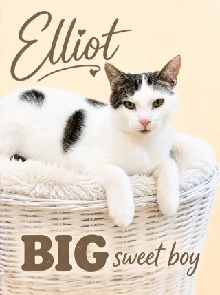 Elliot (FCID# 05/26/2026 - 107) Willow Grove