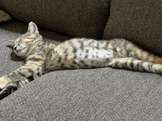 Cherry *IN FOSTER*