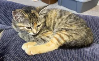 Cherry *IN FOSTER*