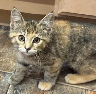 Cherry *IN FOSTER*