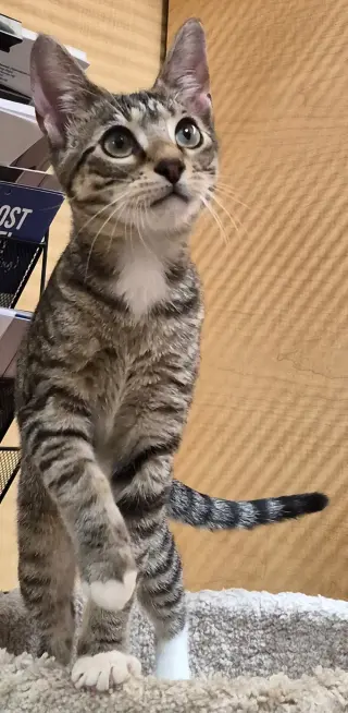 PEANUT