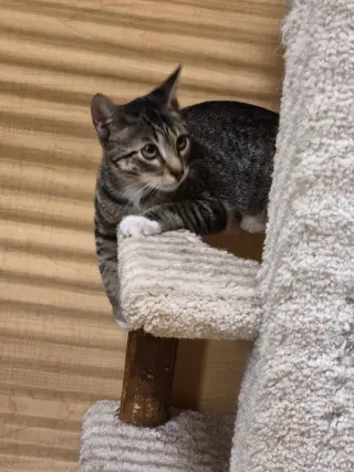 PEANUT
