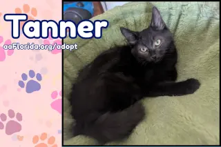 Tanner