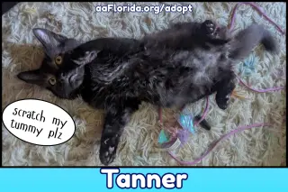 Tanner