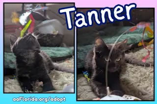 Tanner