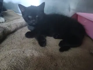 Female Kittens-Black/white!