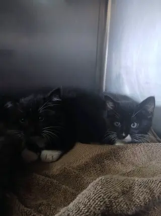 Female Kittens-Black/white!