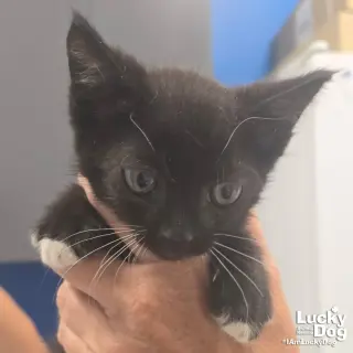 Sparky