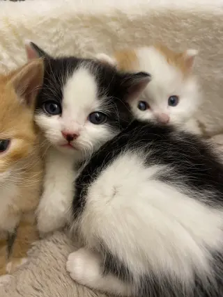 Smudge sweetest baby girl