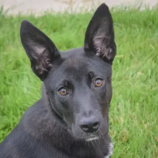 Zaya