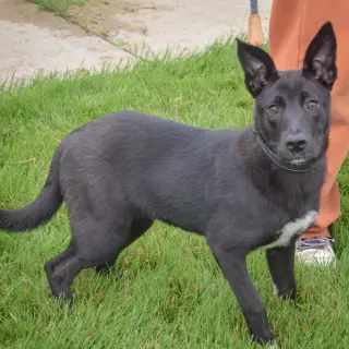 Zaya