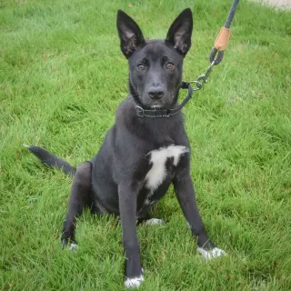 Zaya