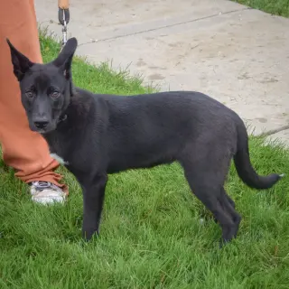 Zaya