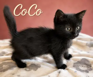 CoCo, Willow Grove Area, (FCID 06/24/2026-128)