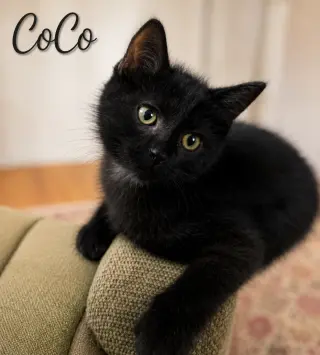 CoCo, Willow Grove Area, (FCID 06/24/2026-128)