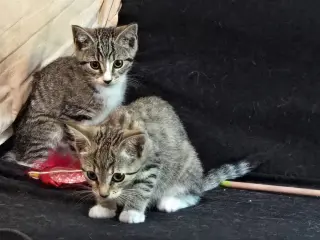 Kitten: Ava *BONDED PAIR with sister Abby*
