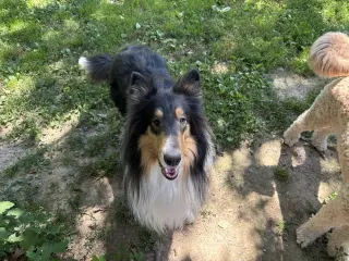 Zane