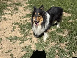 Zane