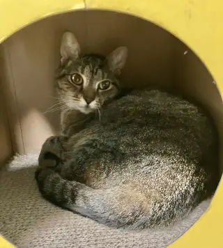 Sofi (bonded to Lily)