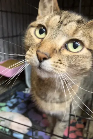 Sofi (bonded to Lily)