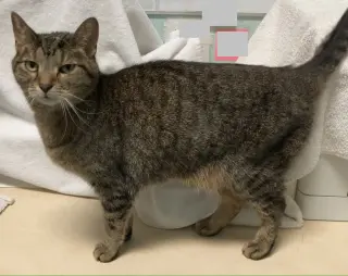 Sofi (bonded to Lily)