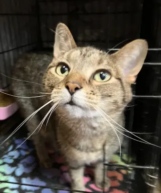 Sofi (bonded to Lily)