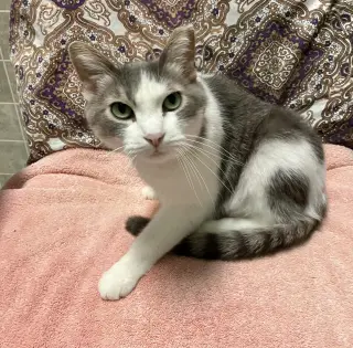 Lily (bonded to Sofi)