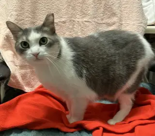 Lily (bonded to Sofi)