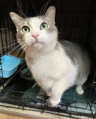 Lily (bonded to Sofi)
