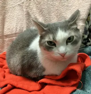 Lily (bonded to Sofi)