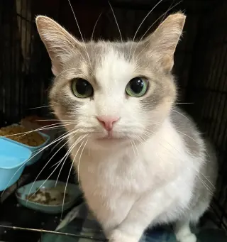 Lily (bonded to Sofi)