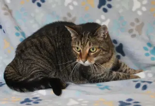 Minnie Mae - 31506