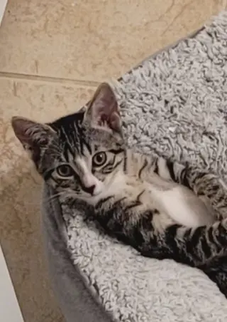 Sterling