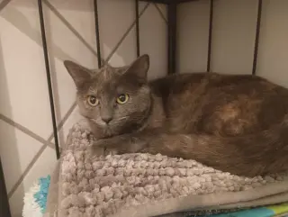 Marbles