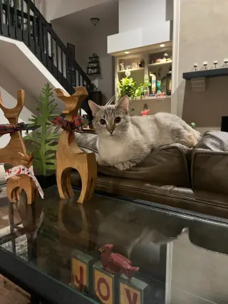 Betsy Ann
