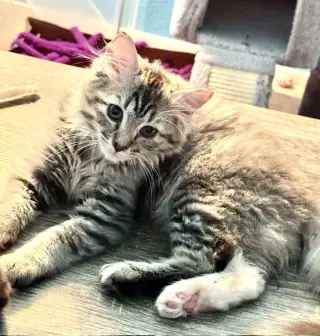 Cinder (bonded with Midnight and Fluffy)