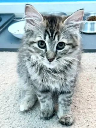 Cinder (bonded with Midnight and Fluffy)