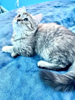 Cinder (bonded with Midnight and Fluffy)
