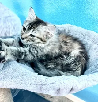 Cinder (bonded with Midnight and Fluffy)