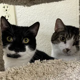 Sauerkraut & Mewthree