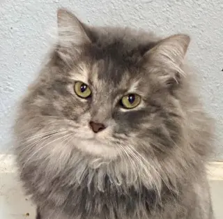 Fluff Monster