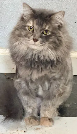 Fluff Monster