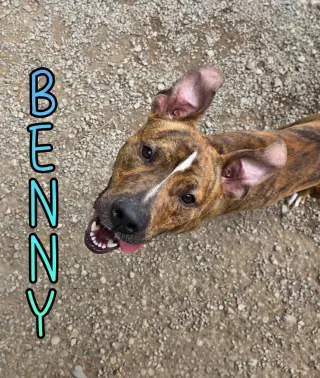 Benny