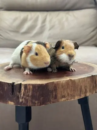 Koda & Fozzie
