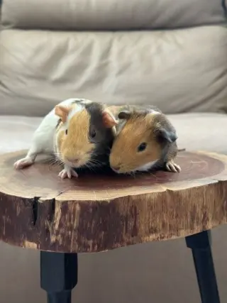 Koda & Fozzie