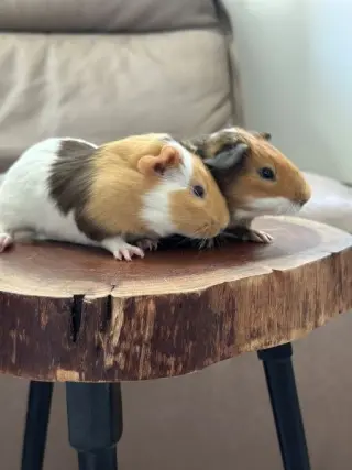 Koda & Fozzie